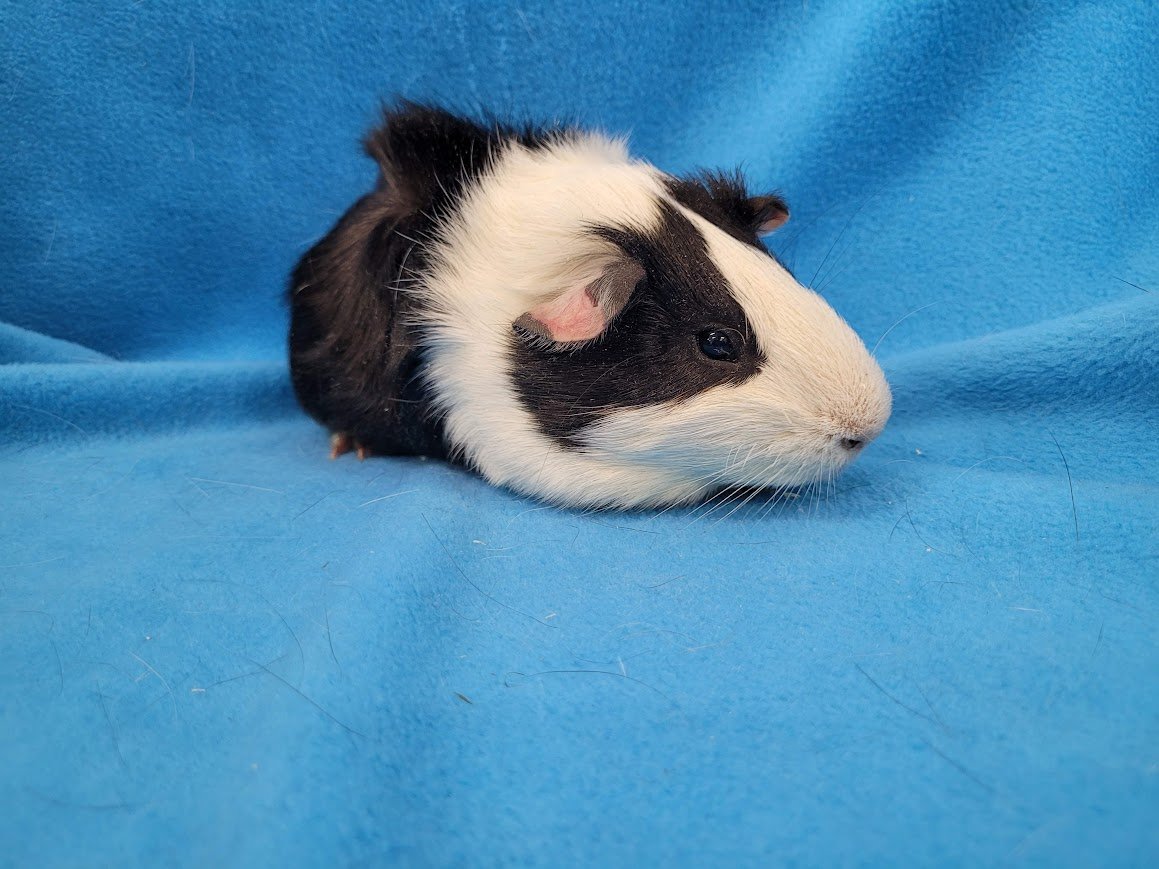 adoptable Guinea Pig in Baton Rouge, LA named Po