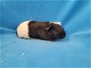 adoptable Guinea Pig in  named Mario & Luigi