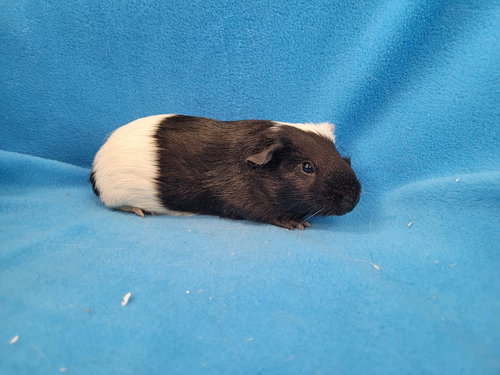 MARIO & TIGER LILY (PENDING) - Guinea Pig available for adoption