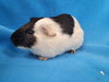Mario & Tiger Lily (pending) - Photo 2