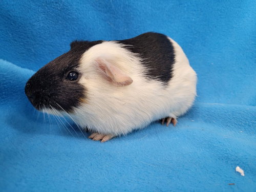 MARIO & TIGER LILY (PENDING) - Guinea Pig available for adoption