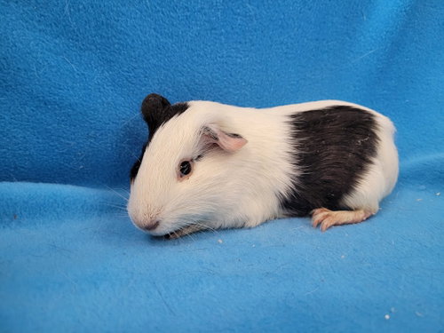 Luigi & Princess Daisy, a guinea pig for adoption from Magic Happens Rabbit Rescue