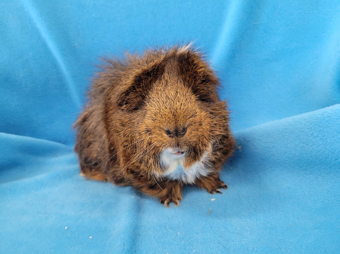 adoptable Guinea Pig in Baton Rouge, LA named Toad