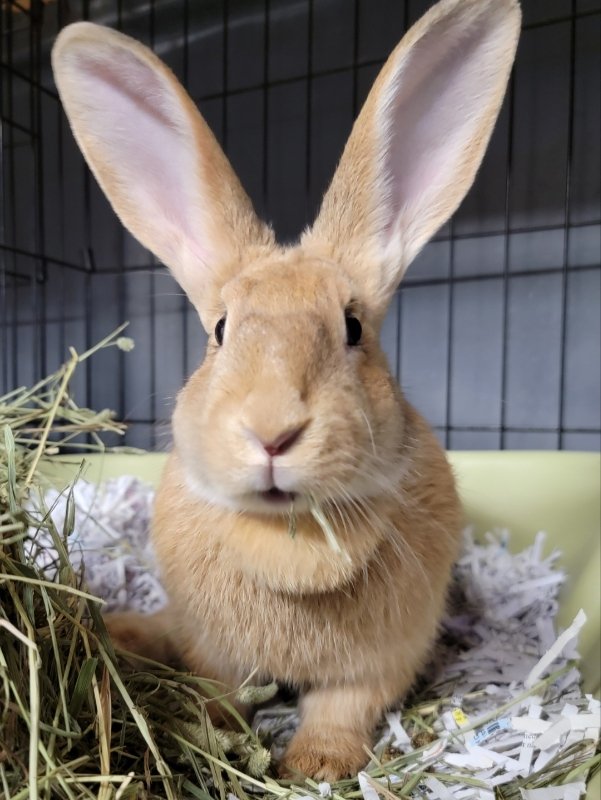 adoptable Rabbit in Baton Rouge, LA named Crush (pending)