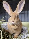 adoptable Rabbit in baton rouge, LA named Crush (pending)