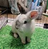 adoptable Rabbit in  named Paddy (pending)