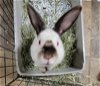 adoptable Rabbit in baton rouge, LA named Axl Rose
