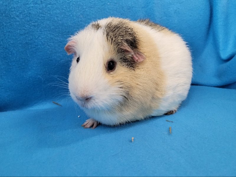 adoptable Guinea Pig in Baton Rouge, LA named Potato & Rocco