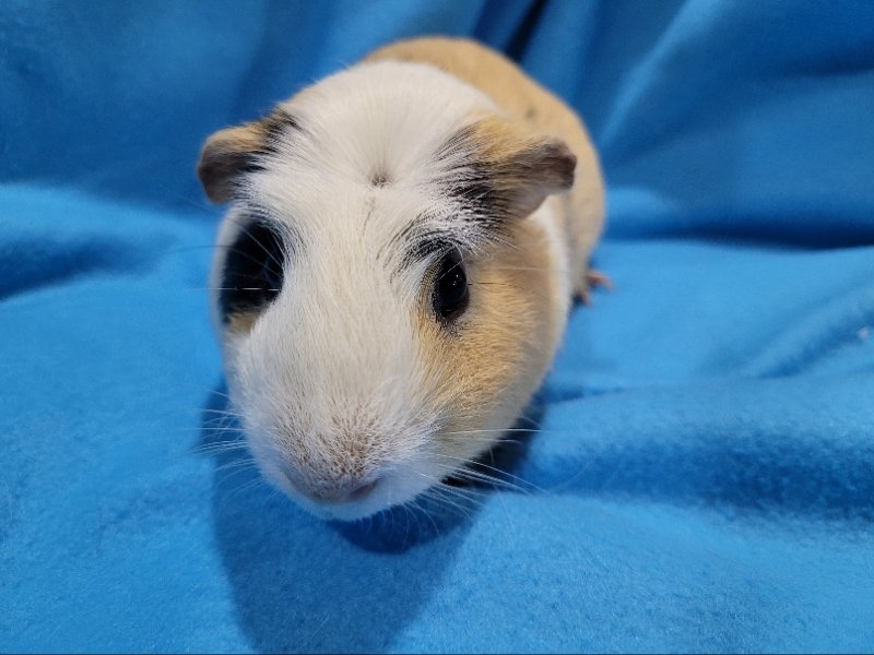 adoptable Guinea Pig in Baton Rouge, LA named Poochy