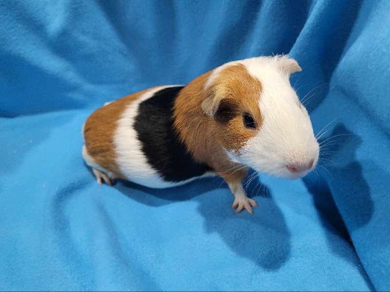 adoptable Guinea Pig in Baton Rouge, LA named Bessie & Betsy (pending)