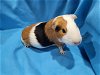 adoptable Guinea Pig in  named Bessie & Betsy (pending)