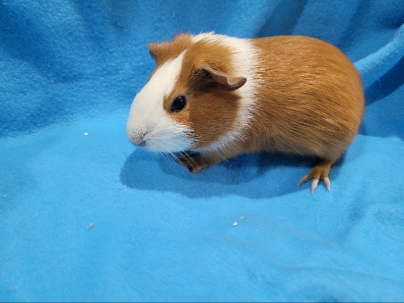 adoptable Guinea Pig in Baton Rouge, LA named Bebe