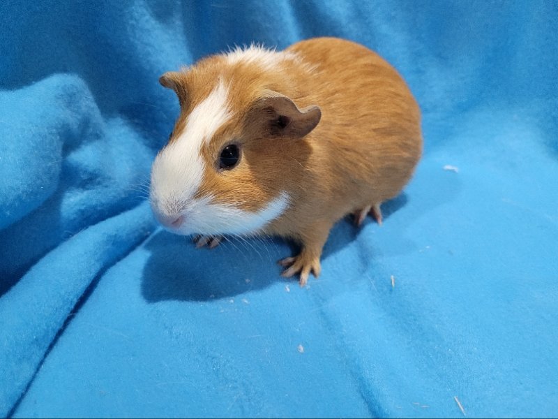 adoptable Guinea Pig in Baton Rouge, LA named Darla & Mohawk