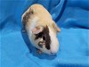 adoptable Guinea Pig in  named Gia