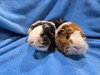 Cleo & Troy - Photo 3