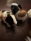 adoptable Guinea Pig in  named Bessie Baby #1 (hold)