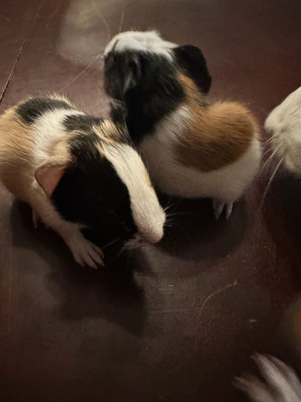 Cleo & Troy