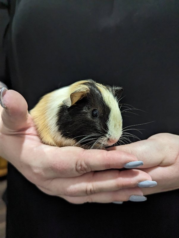 adoptable Guinea Pig in Baton Rouge, LA named Betsy & Bessie (pending)