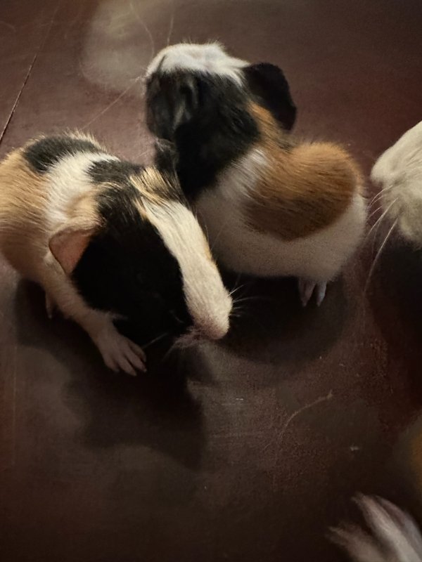 adoptable Guinea Pig in Baton Rouge, LA named Little Bit (hold)