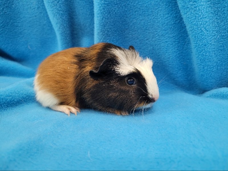 adoptable Guinea Pig in Baton Rouge, LA named Little Bit (hold)