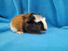 adoptable Guinea Pig in Baton Rouge, LA named Little Bit