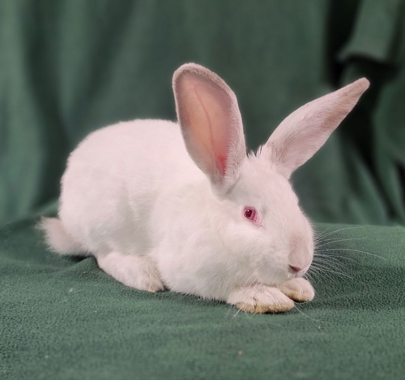 adoptable Rabbit in Baton Rouge, LA named Clara Bow