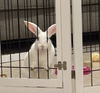 adoptable Rabbit in baton rouge, LA named Florida