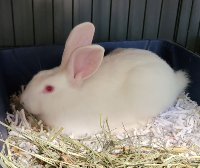 adoptable Rabbit in Baton Rouge, LA named Florida