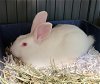 adoptable Rabbit in  named Florida
