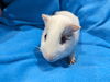 adoptable Guinea Pig in Baton Rouge, LA named Chicken