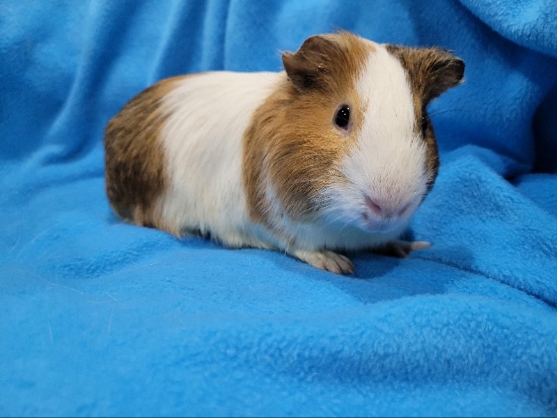 adoptable Guinea Pig in Baton Rouge, LA named Turkey & Cricket