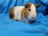 adoptable Guinea Pig in , LA named Turkey & Cricket