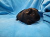 adoptable Guinea Pig in Baton Rouge, LA named Cricket & Turkey (pending)