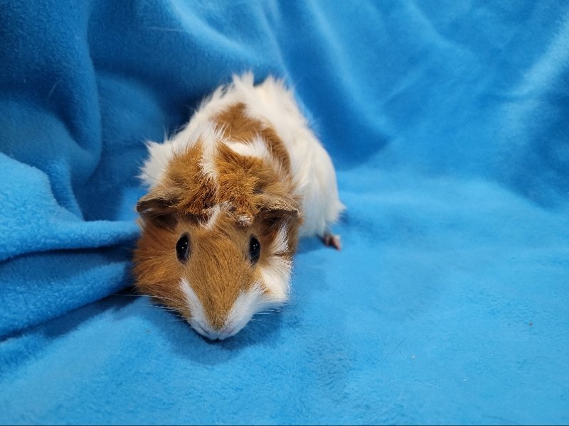 adoptable Guinea Pig in Baton Rouge, LA named Tiger (hold)