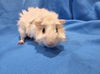 adoptable Guinea Pig in Baton Rouge, LA named Joel, Josette & Jemima