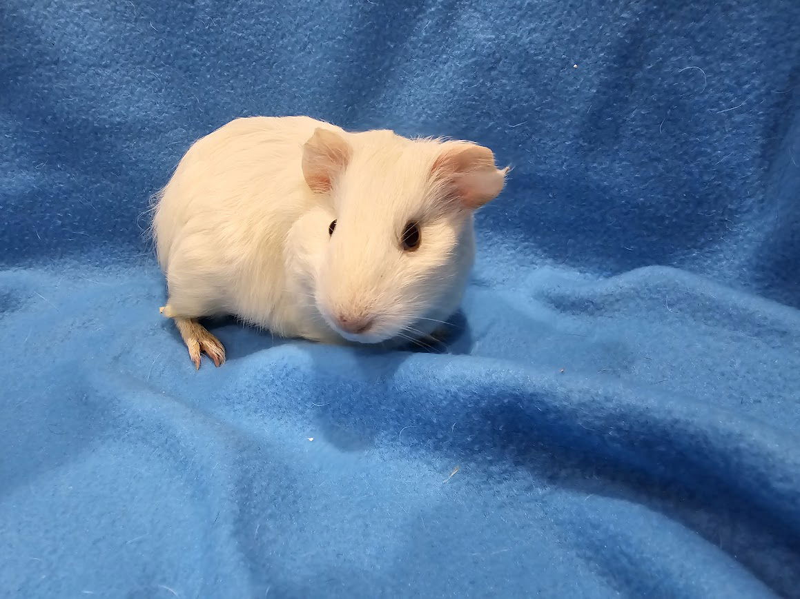 adoptable Guinea Pig in Baton Rouge, LA named Jagger