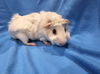 adoptable Guinea Pig in Baton Rouge, LA named Jordan