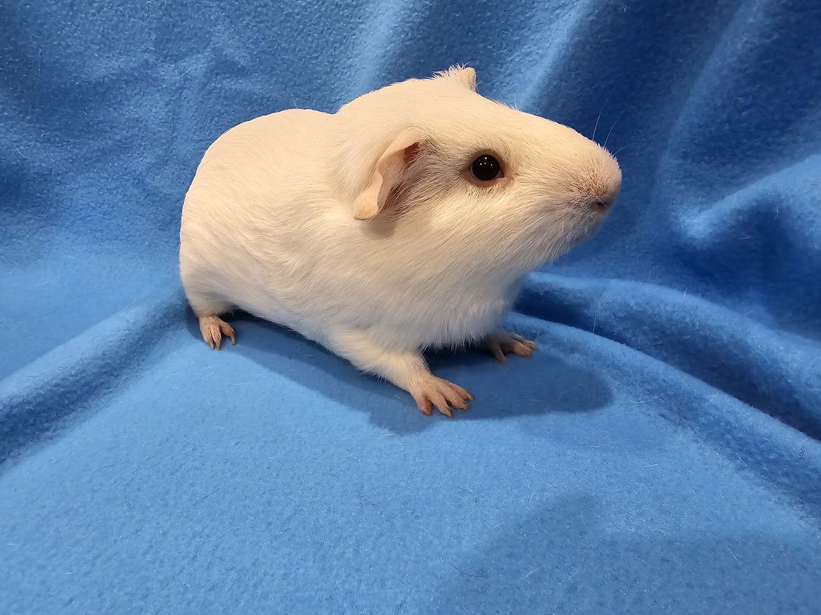 adoptable Guinea Pig in Baton Rouge, LA named Jovani & Jocelynn