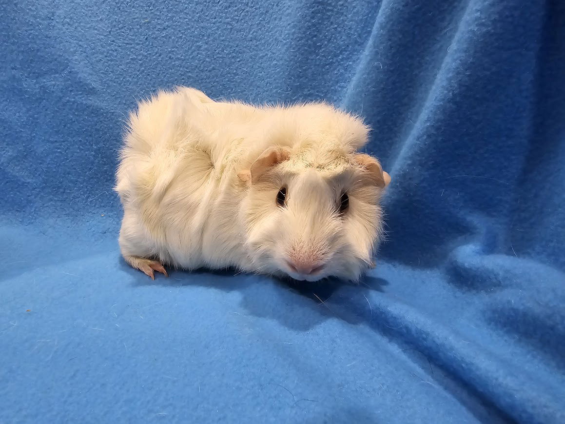 adoptable Guinea Pig in Baton Rouge, LA named Jocelynn & Jovani