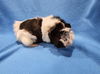 adoptable Guinea Pig in  named Julette & Chicken
