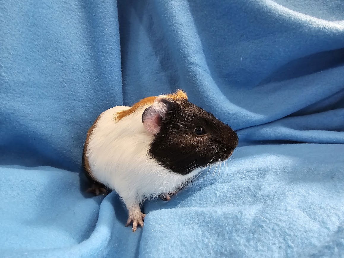 adoptable Guinea Pig in Baton Rouge, LA named Pipsqueak