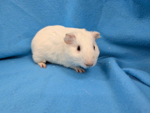 Jaxon & Louise, a guinea pig for adoption from Magic Happens Rabbit Rescue