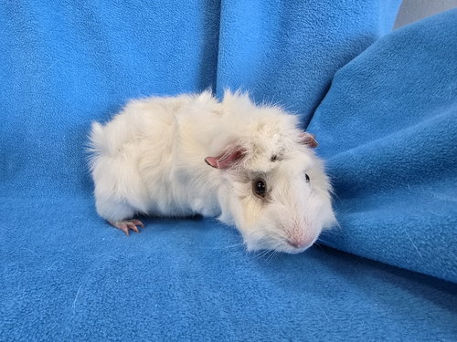 LUKE & LORELAI - Guinea Pig available for adoption