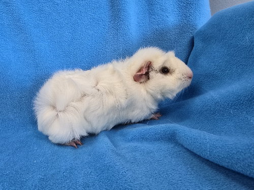 LUKE & LORELAI - Guinea Pig available for adoption