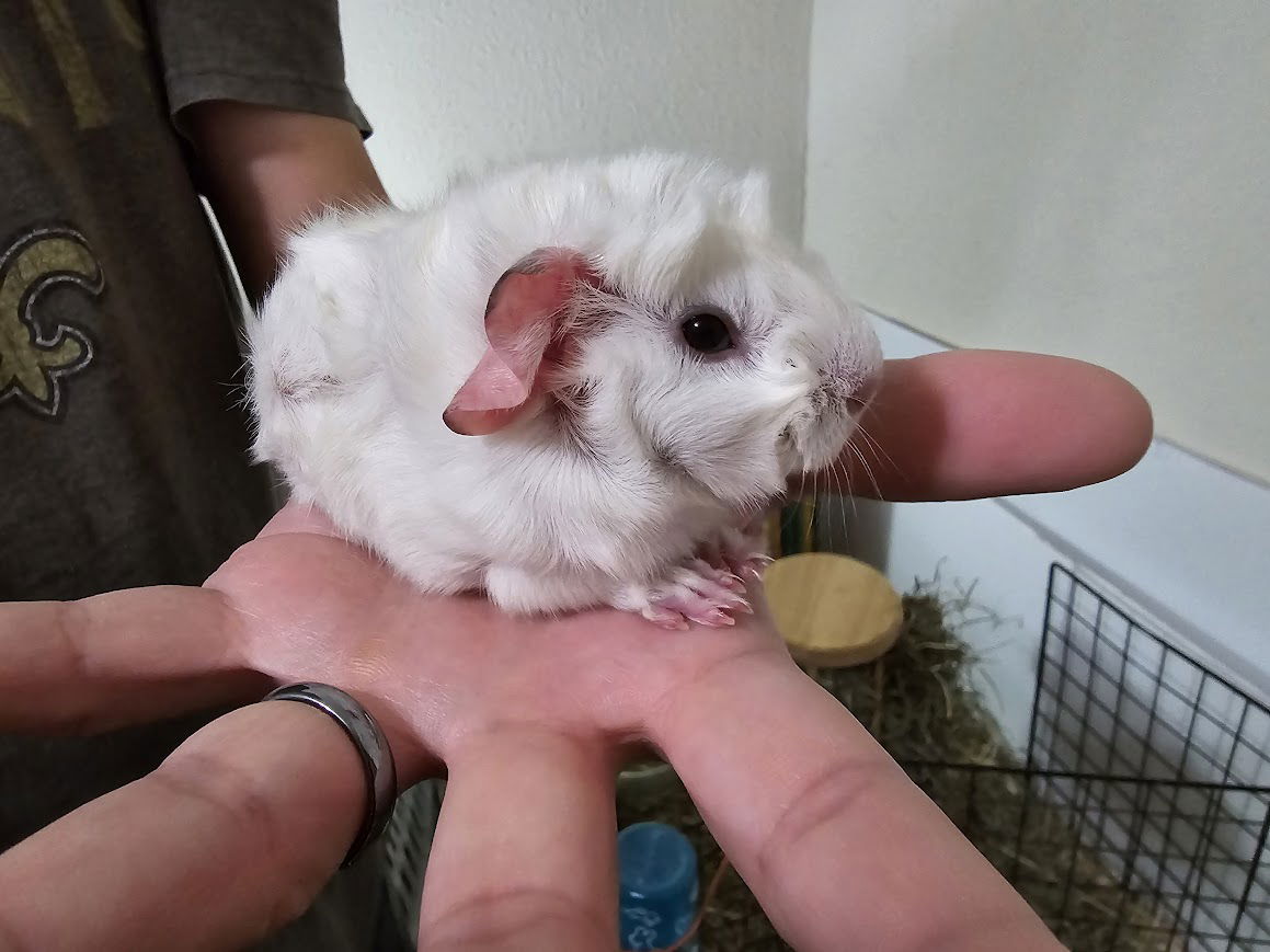 adoptable Guinea Pig in Baton Rouge, LA named Jaida's baby