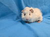 adoptable Guinea Pig in  named Jeremiah