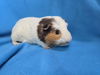 adoptable Guinea Pig in  named Hudson