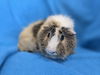 adoptable Guinea Pig in  named Goober