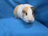 adoptable Guinea Pig in  named Wilma, Betty & Ham