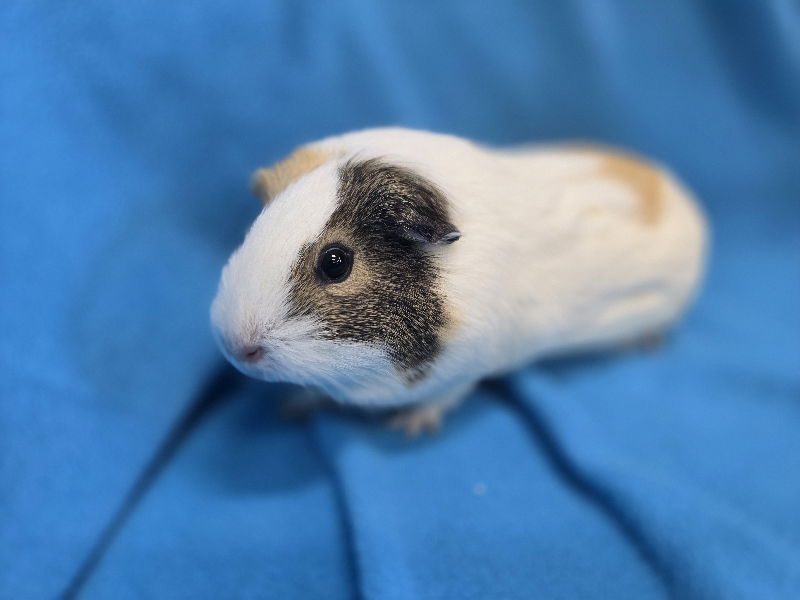 Female fashion guinea pig for near me